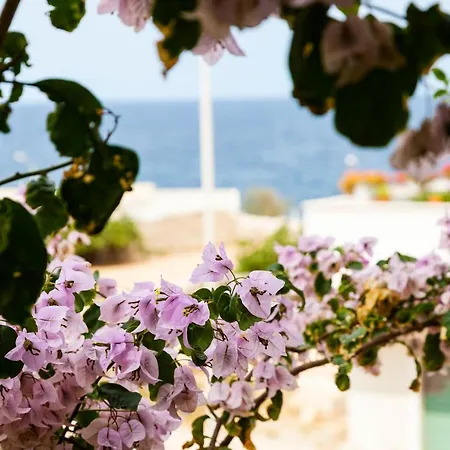 Lumi Pets And Planet Friendly Bed & Breakfast